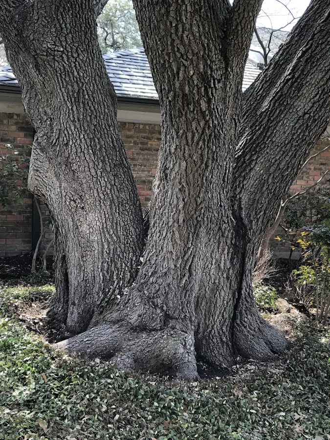 Mature heritage tree close to a Spring Hill property cared for by certified arborists